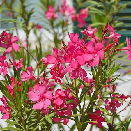 A Maddalena Con Piscina, Giardino E Posto Auto - 6 Posti Letto Вилла *